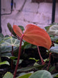 Anthurium Besseae aff