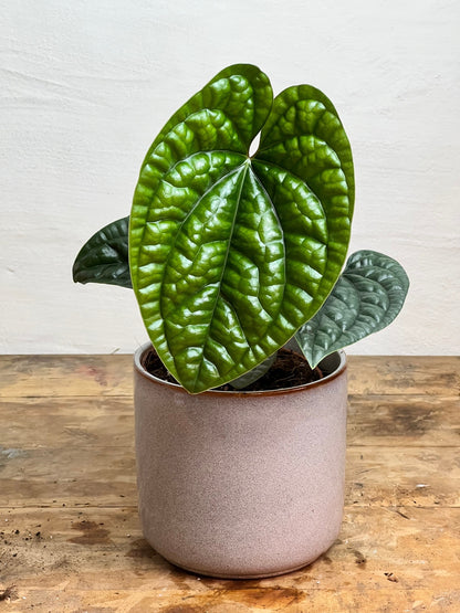 Anthurium Luxurians