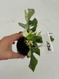 B Ware Plants / sad plants part 2