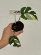 B Ware Plants / sad plants part 2