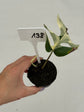 B Ware Plants / sad plants part 2
