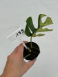 B Ware Plants / sad plants part 2