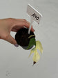 B Ware Plants / sad plants part 2