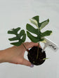 B Ware Plants / sad plants part 2
