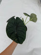 B Ware Plants / sad plants part 2