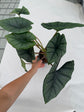 B Ware Plants / sad plants part 2