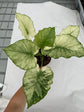 B Ware Plants / sad plants part 2