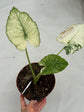 B Ware Plants / sad plants part 2