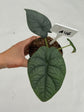 B Ware Plants / sad plants part 2