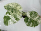 B Ware Plants / sad plants part 2