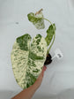 B Ware Plants / sad plants part 2