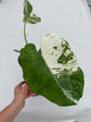 B Ware Plants / sad plants part 2