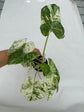 B Ware Plants / sad plants part 2