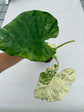 B Ware Plants / sad plants part 2