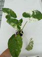 B Ware Plants / sad plants part 2