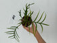 B Ware Plants / sad plants part 2
