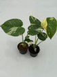 B Ware Plants / sad plants part 2