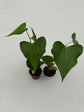 B Ware Plants / sad plants part 2