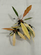 B Ware Plants / sad plants part 2