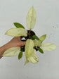 B Ware Plants / sad plants part 2