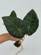 B Ware Plants / sad plants part 2