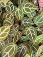 B Ware Plants / sad plants part 2