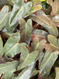 B Ware Plants / sad plants part 2