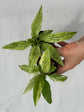 B Ware Plants / sad plants part 2