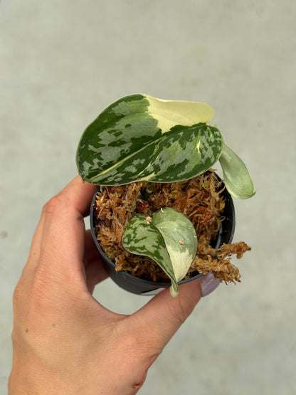 Scindapsus Mayari Variegata ( Fresh Cutting