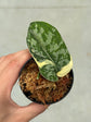 Scindapsus Mayari Variegata ( Fresh Cutting