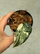 Scindapsus Mayari Variegata ( Fresh Cutting
