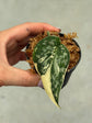 Scindapsus Mayari Variegata ( Fresh Cutting