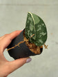 Scindapsus Mayari Variegata ( Fresh Cutting