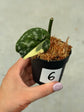 Scindapsus Mayari Variegata ( Fresh Cutting