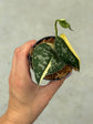 Scindapsus Mayari Variegata ( Fresh Cutting