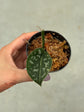 Scindapsus Mayari Variegata ( Fresh Cutting