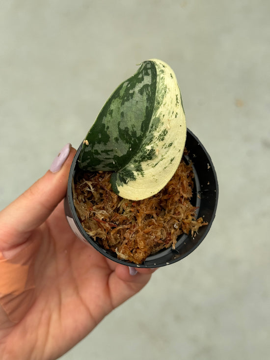 Scindapsus Mayari Variegata ( Fresh Cutting)