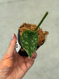 Scindapsus Mayari Variegata ( Fresh Cutting
