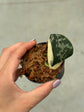 Scindapsus Mayari Variegata ( Fresh Cutting