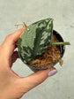 Scindapsus Mayari Variegata ( Fresh Cutting