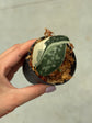 Scindapsus Mayari Variegata ( Fresh Cutting