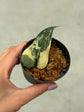 Scindapsus Mayari Variegata ( Fresh Cutting