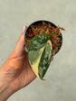 Scindapsus Mayari Variegata ( Fresh Cutting