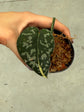 Scindapsus Mayari Variegata ( Fresh Cutting