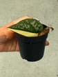 Scindapsus Mayari Variegata ( Fresh Cutting