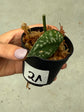 Scindapsus Mayari Variegata ( Fresh Cutting