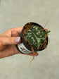 Scindapsus Mayari Variegata ( Fresh Cutting
