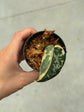 Scindapsus Mayari Variegata ( Fresh Cutting