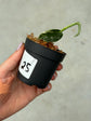 Scindapsus Mayari Variegata ( Fresh Cutting