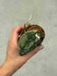 Scindapsus Mayari Variegata ( Fresh Cutting